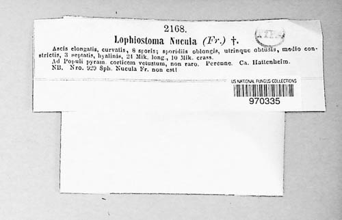 Lophiostoma nucula image